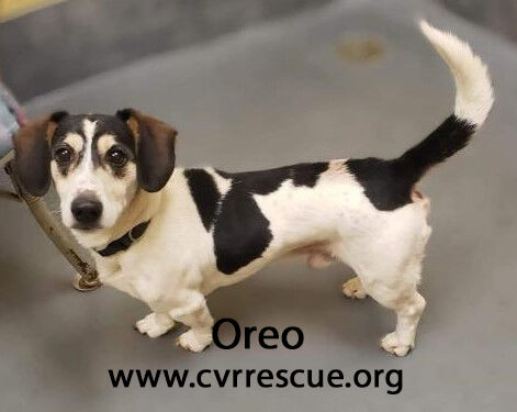 Oreo